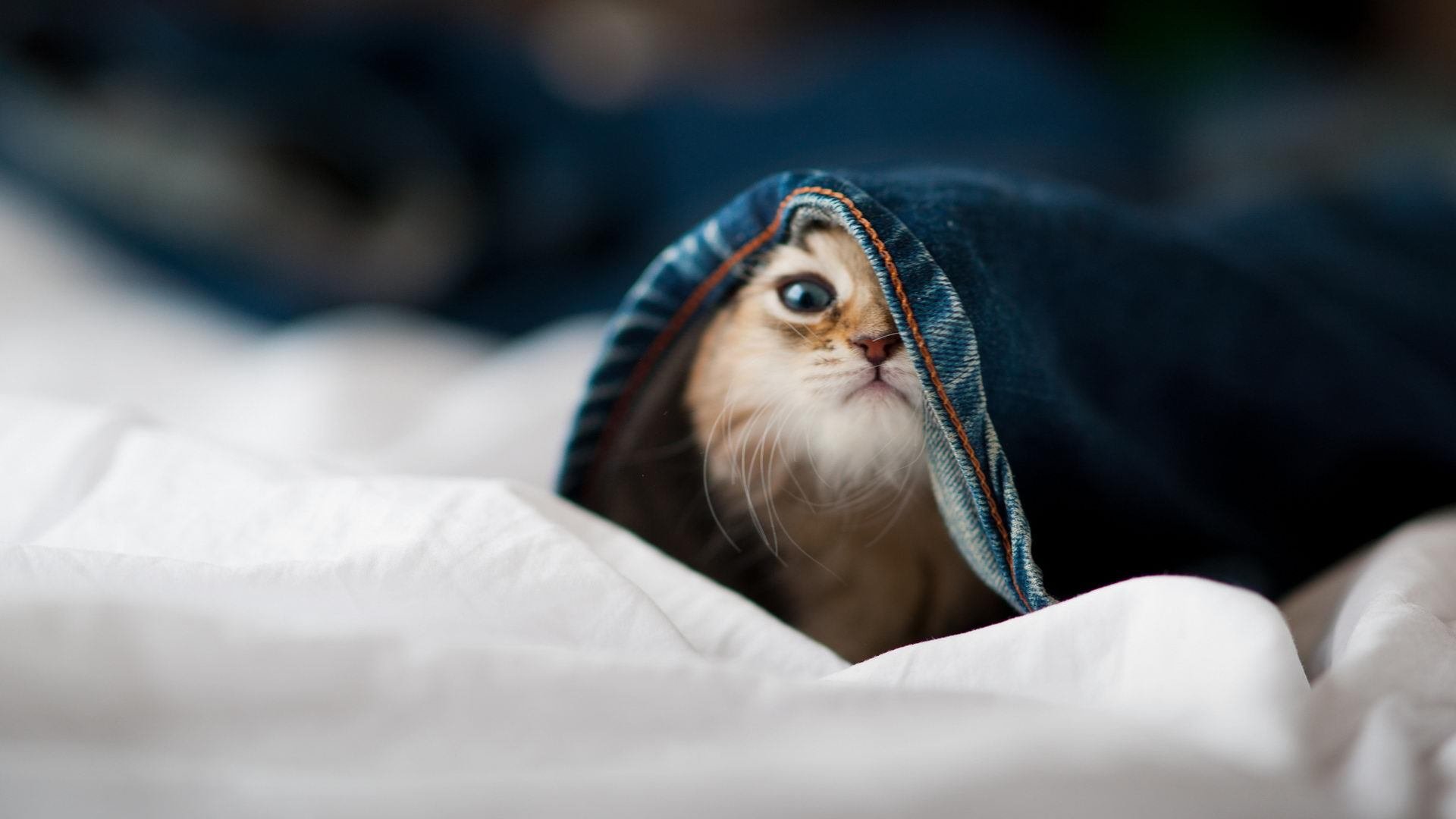 当灯光聚焦时，福克斯的舞台法则