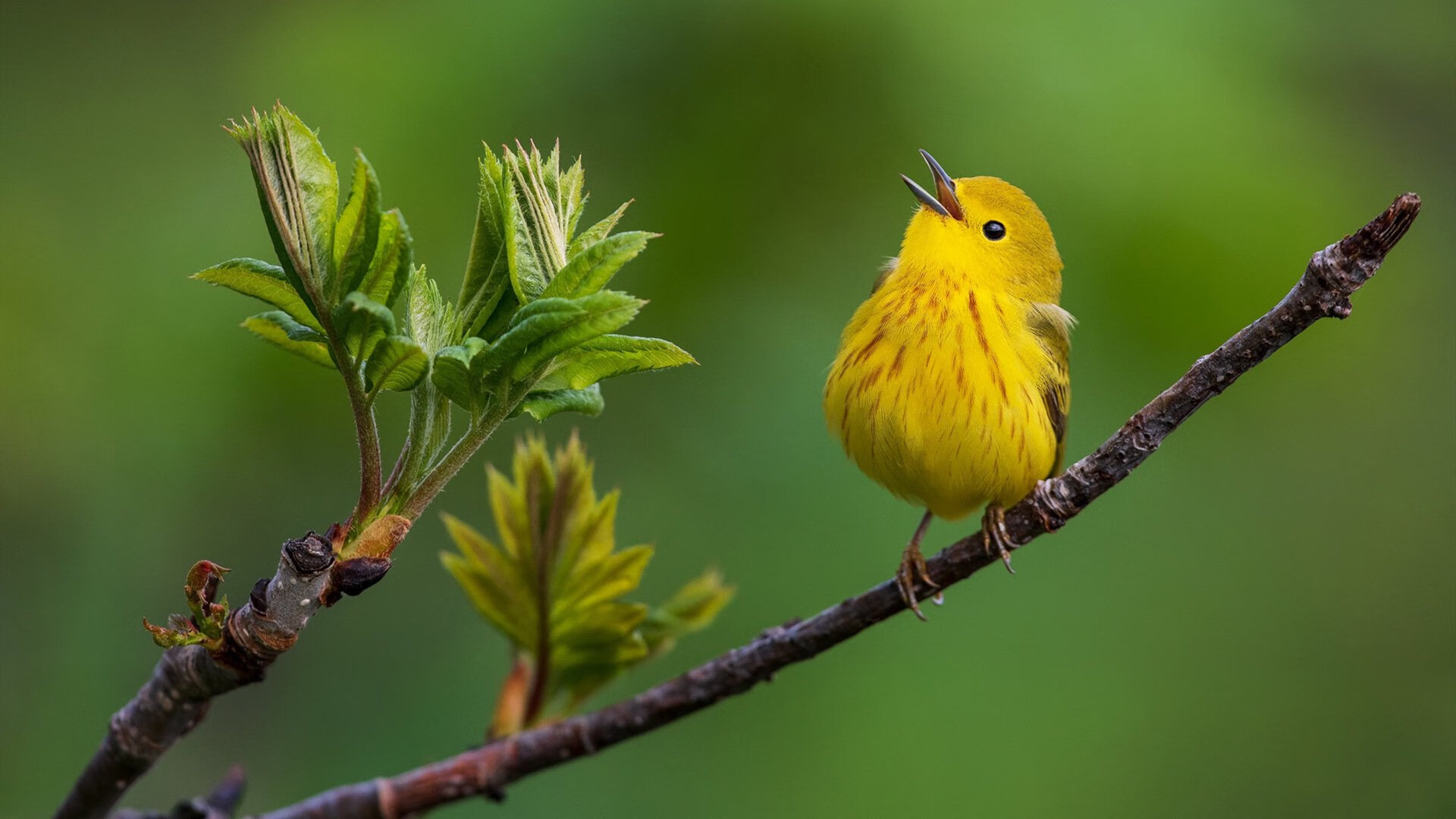 格纳布里关键回合不手软,巴萨对阵苏格兰球队的欧冠生死战