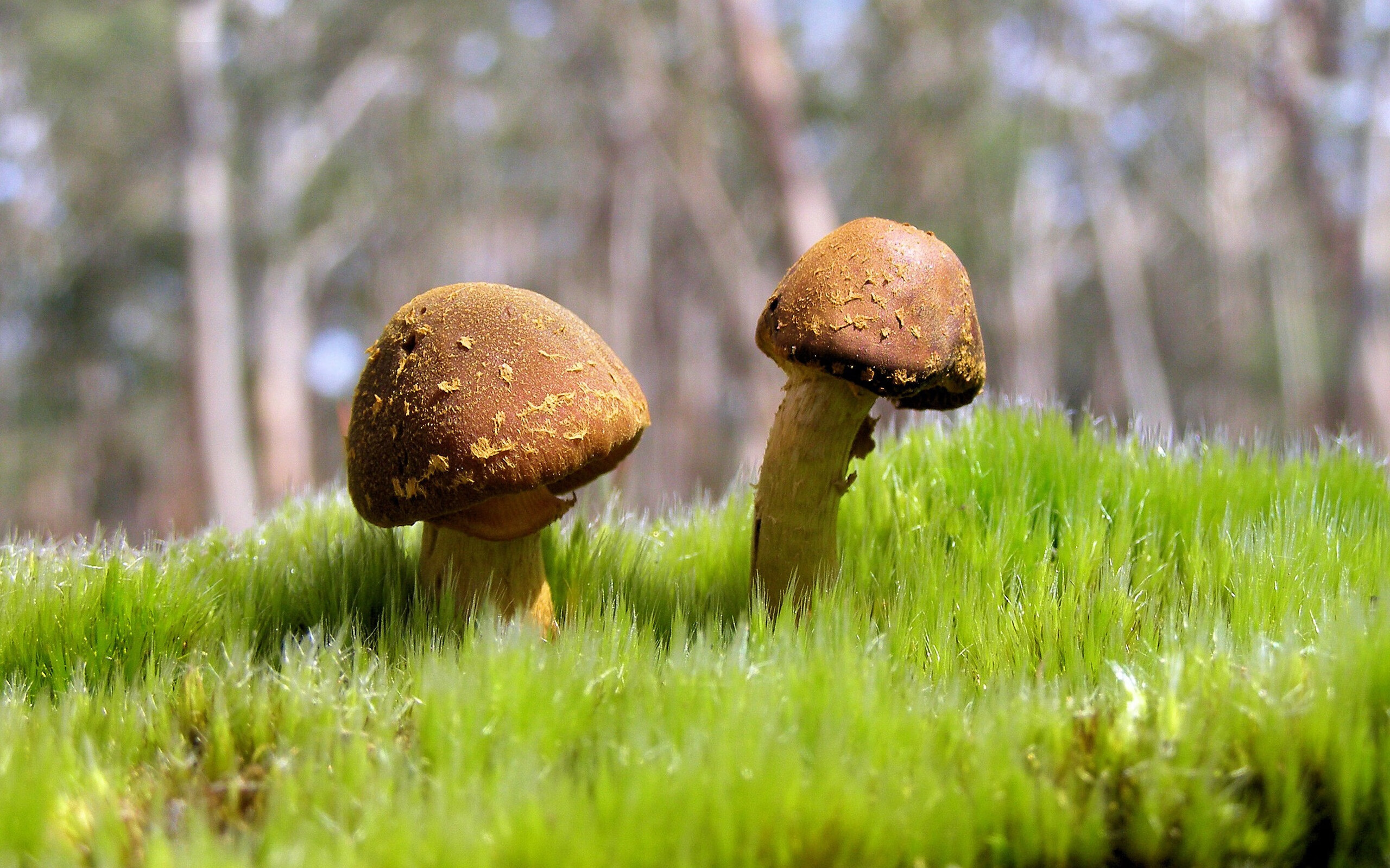 哨声与命运，一个不知名球员如何成为湖人逆转英雄