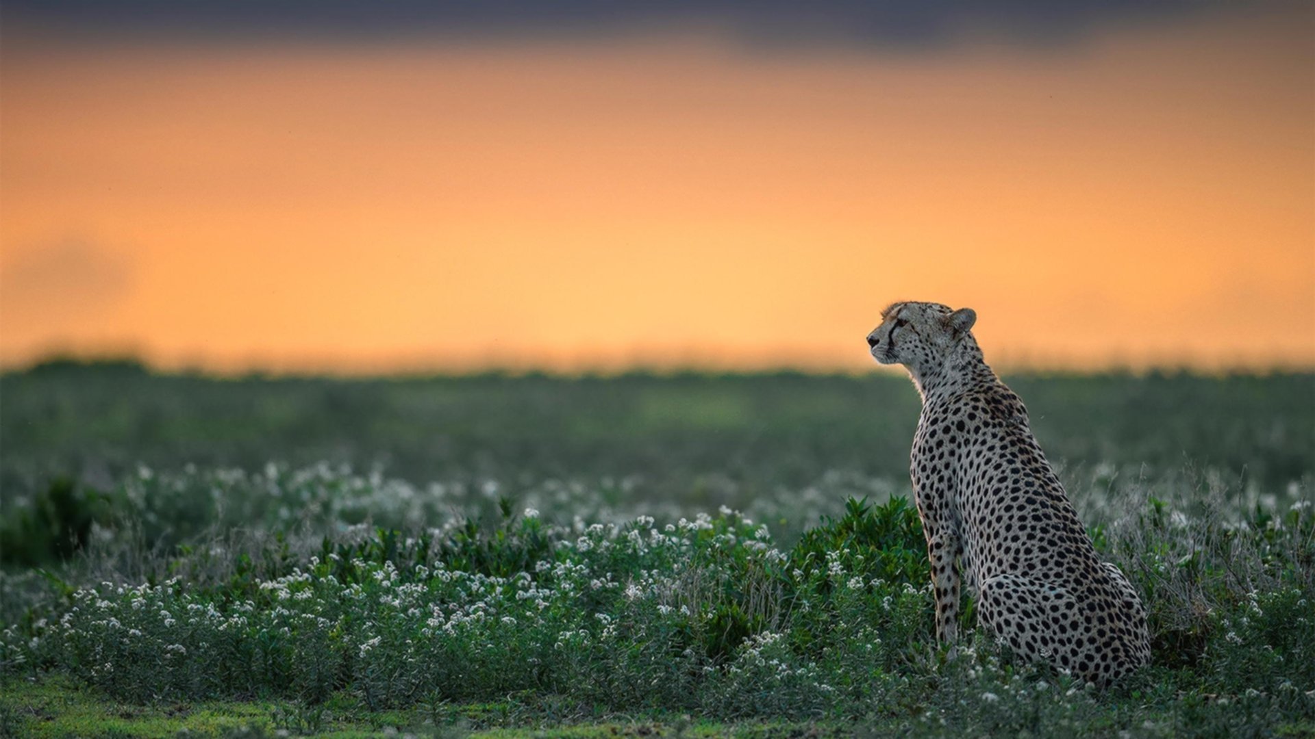 尼克斯用铁血撕碎太阳神话，浓眉化身移动长城彻底打爆对手防线—两场截然不同的唯一性胜利