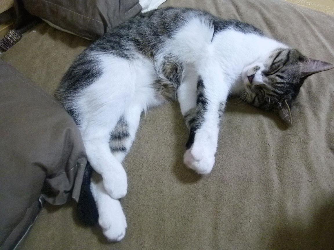 洲际对弈的战术棋盘,澳大利亚的节奏掌控与维尼修斯的转换艺术